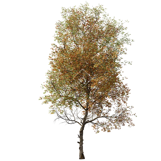 Formosan Gum Tree - Set of 2 3D model image 1