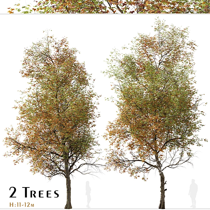 Formosan Gum Tree - Set of 2 3D model image 2