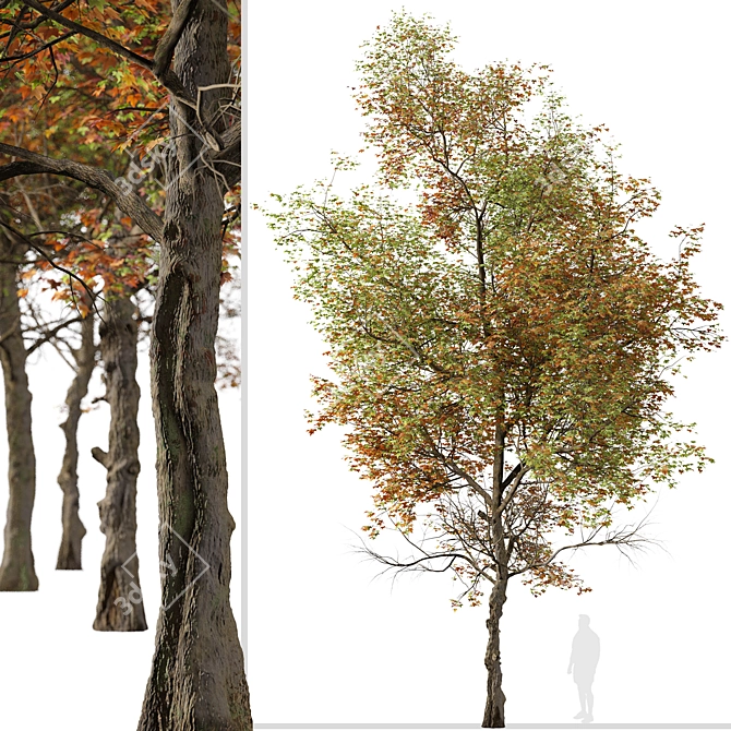 Formosan Gum Tree - Set of 2 3D model image 3