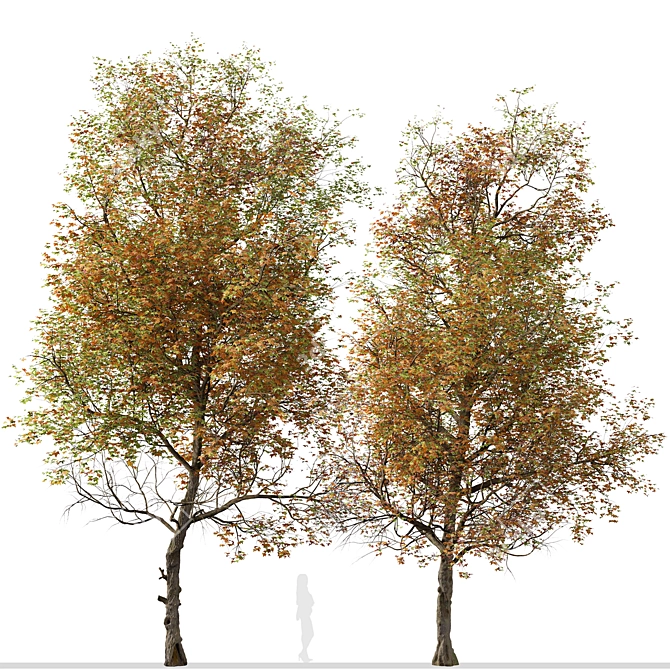 Formosan Gum Tree - Set of 2 3D model image 4