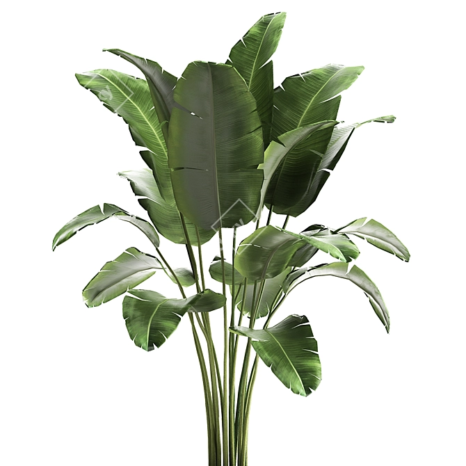 Tropical Plant Collection in Artisan Iron Pot 3D model image 3