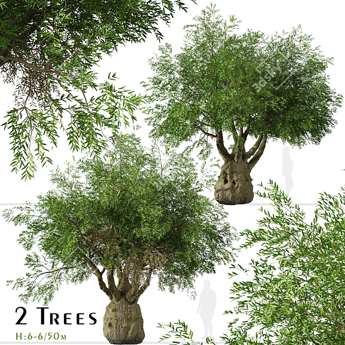 Exquisite Pair of Queensland Bottle Trees 3D model image 2