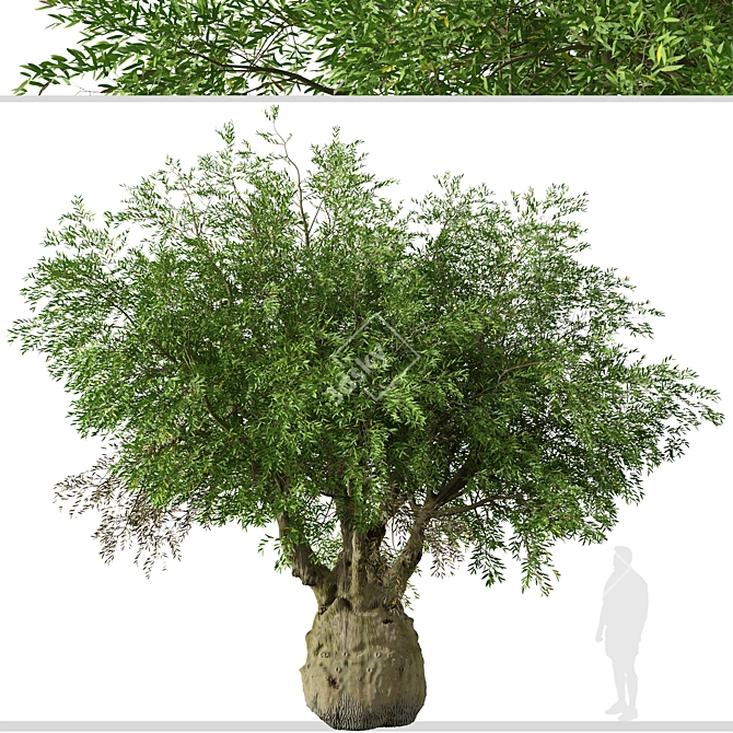 Exquisite Pair of Queensland Bottle Trees 3D model image 3