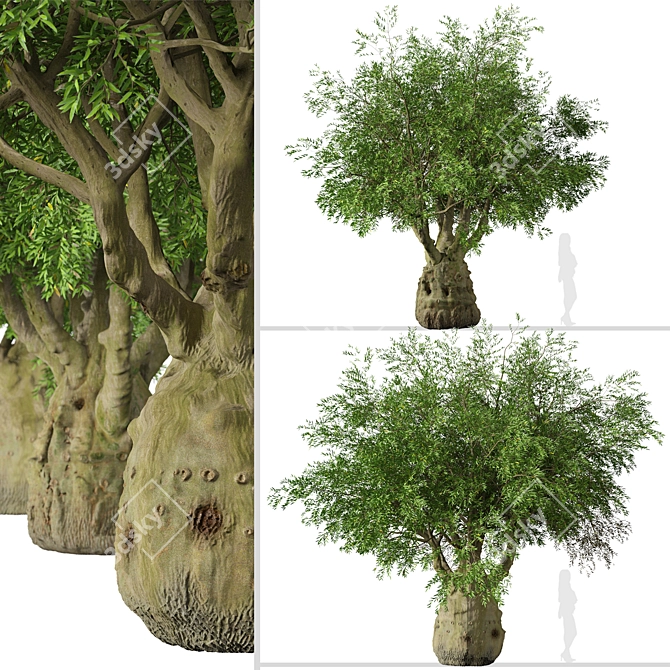 Exquisite Pair of Queensland Bottle Trees 3D model image 5