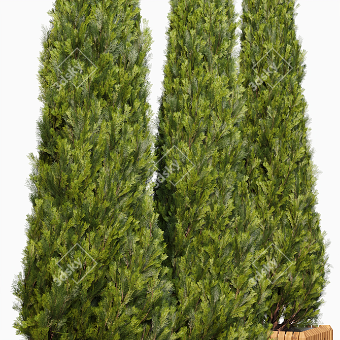 Elegant Cypress Tree 2015: 245cm x 62cm x 265cm 3D model image 2