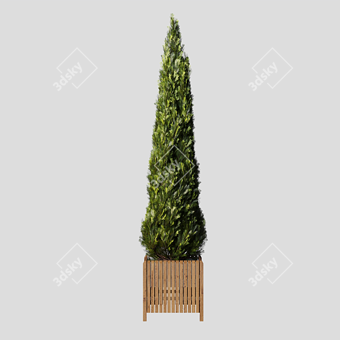 Elegant Cypress Tree 2015: 245cm x 62cm x 265cm 3D model image 3