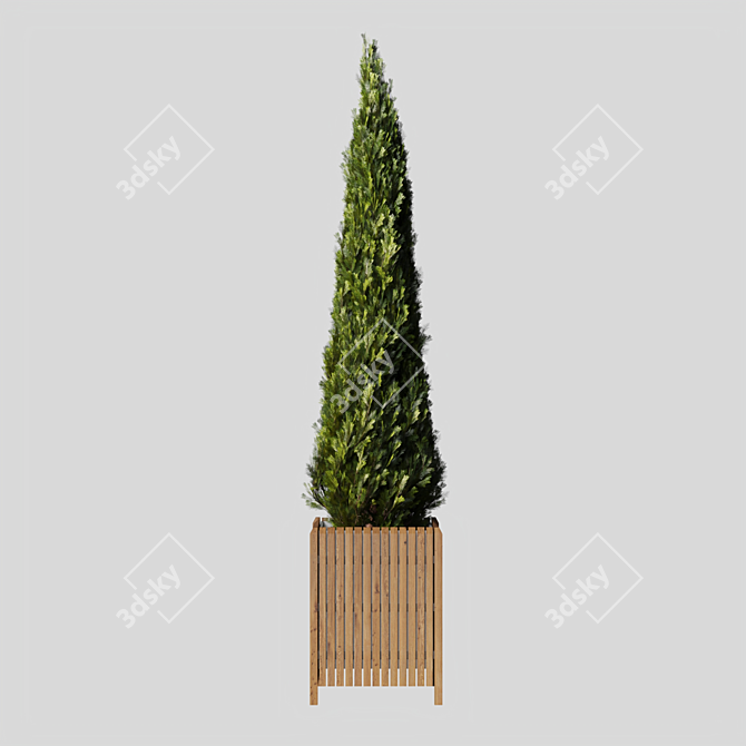 Elegant Cypress Tree 2015: 245cm x 62cm x 265cm 3D model image 4