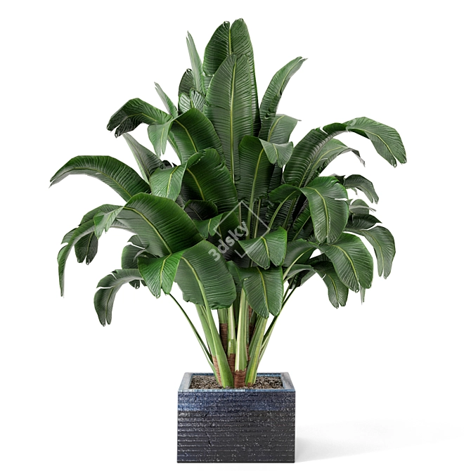 Exquisite Indoor Plant Collection 3D model image 5