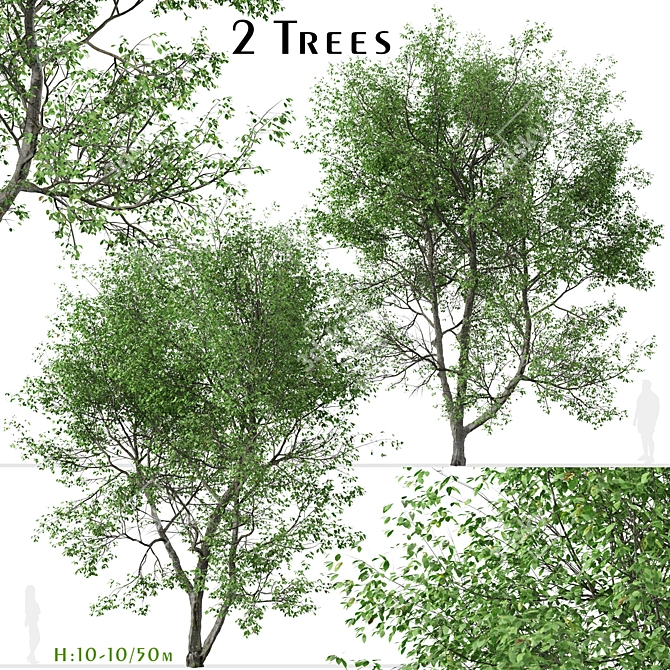 Versatile American Beech Trees: 2 Beautiful Fagus Grandifolia 3D model image 2