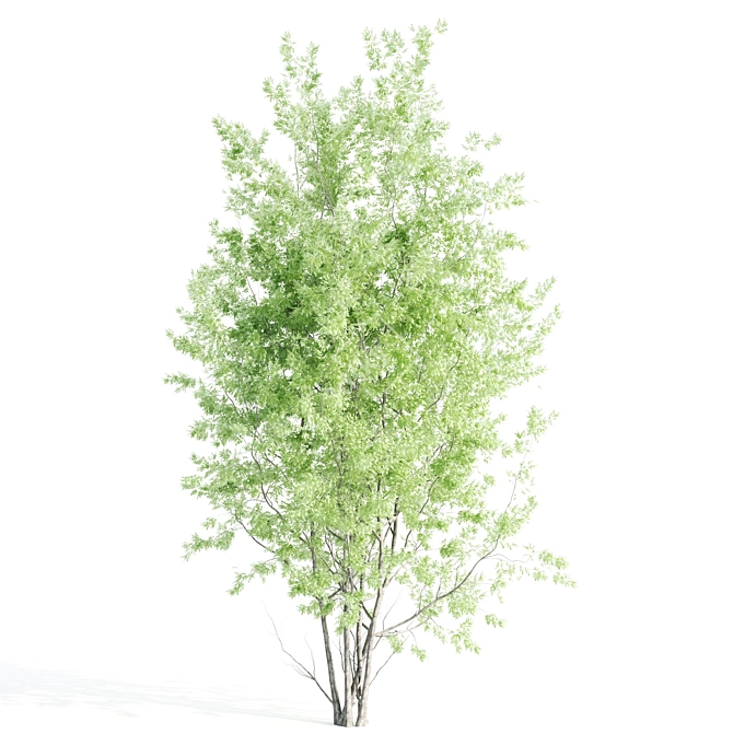 Beautiful Amelanchier Tree Duo 3D model image 2