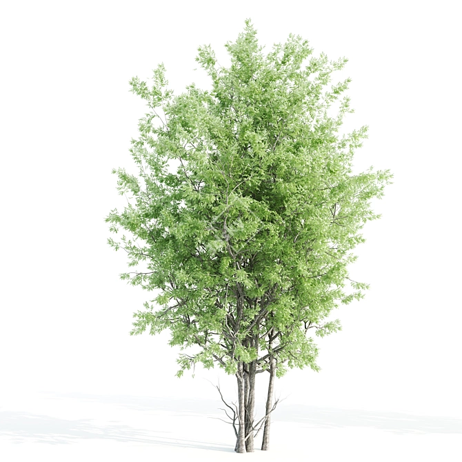 Beautiful Amelanchier Tree Duo 3D model image 3