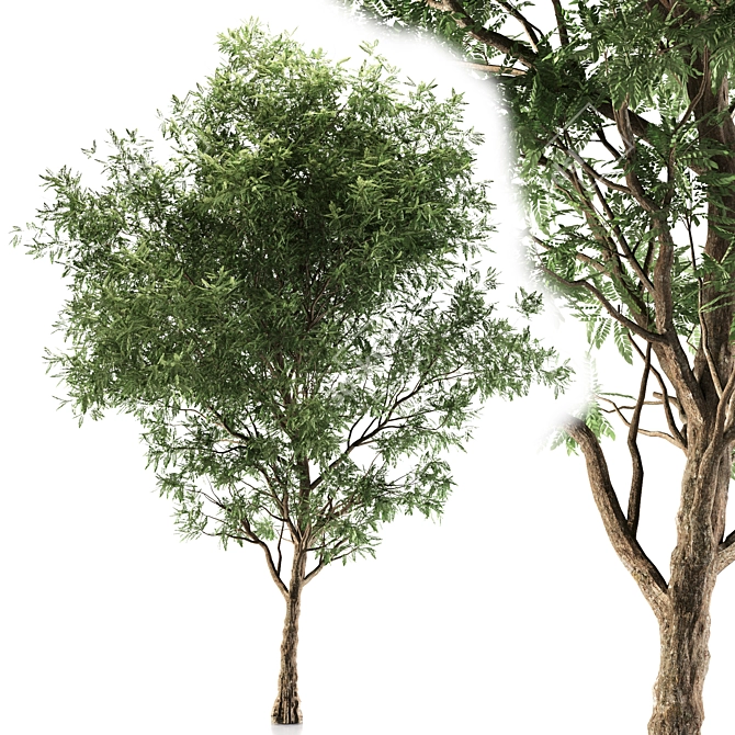 Elegant Ash Tree - 15M Height 3D model image 1