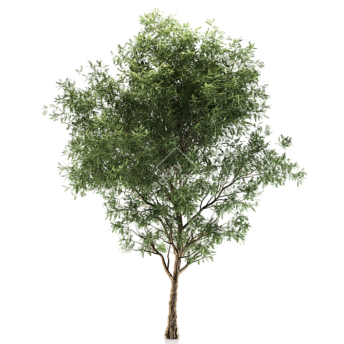 Elegant Ash Tree - 15M Height 3D model image 2