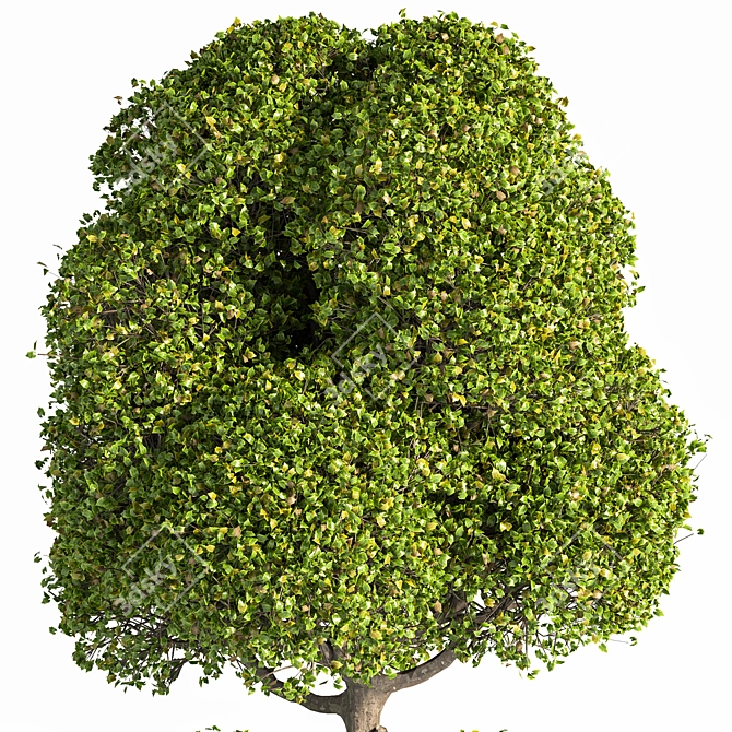 Outdoor Oasis Tree: Natural Beauty for Your Space 3D model image 3