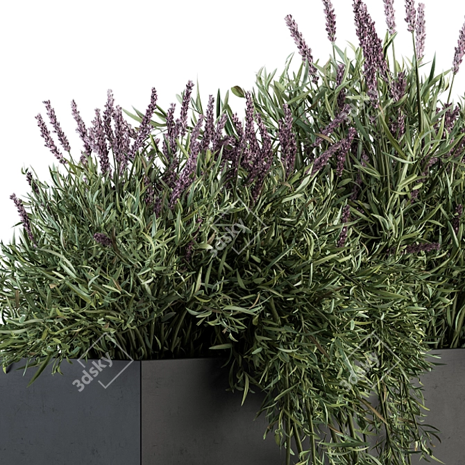 Lush Lavender Plant Box Set 3D model image 2