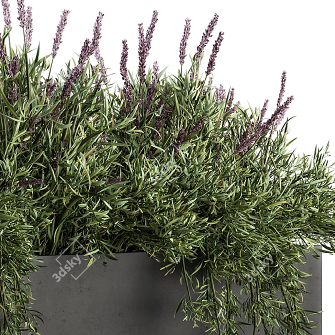 Lush Lavender Plant Box Set 3D model image 3