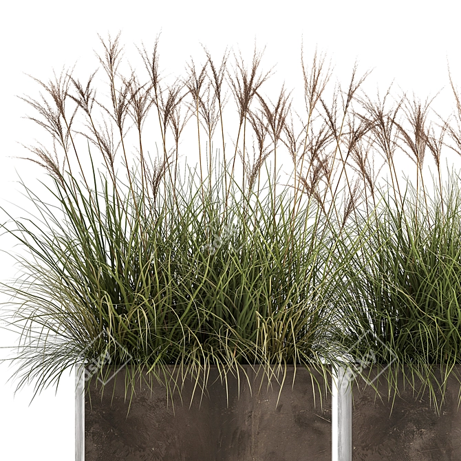 Exotic Plant Collection: Decorative Grasses, Reeds & More 3D model image 2