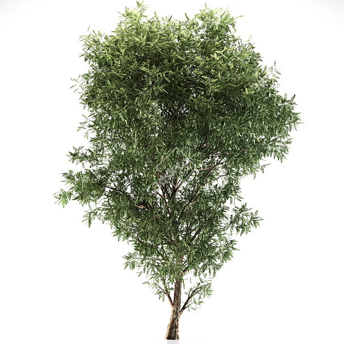 Tall Ash Tree - 12M Height 3D model image 2