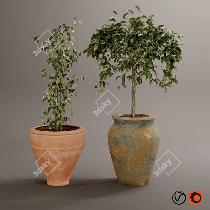 Rustic Boho Plant Collection 3D model image 13