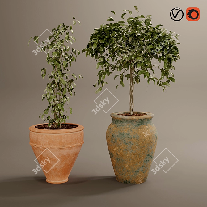 Rustic Boho Plant Collection 3D model image 14