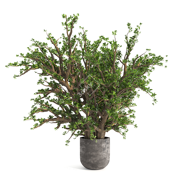 Tall Jade Plant: Lush and Lifelike 3D model image 1