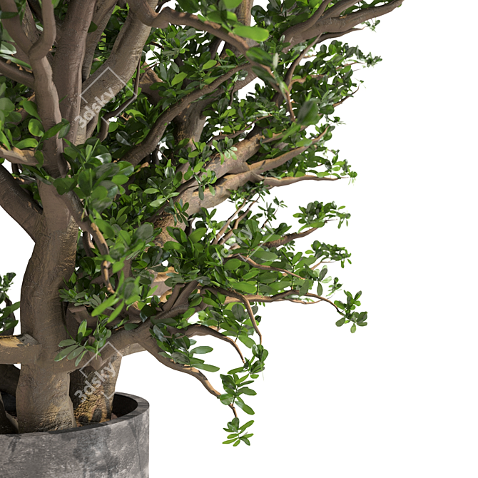 Tall Jade Plant: Lush and Lifelike 3D model image 2