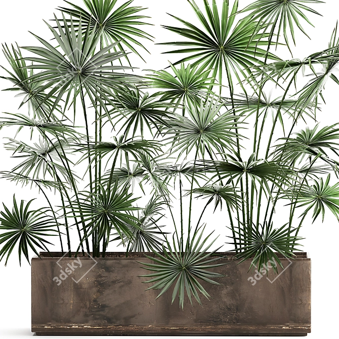 Tropical Palm Collection: Exotic Indoor & Outdoor Plants 3D model image 2