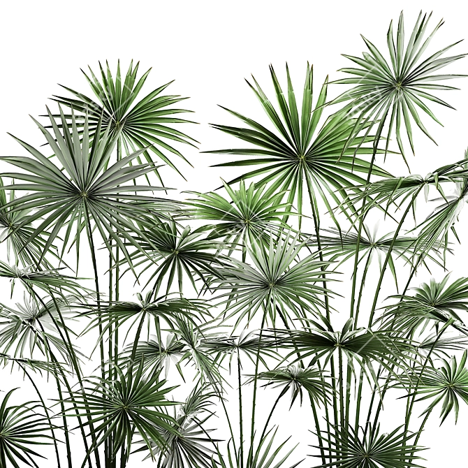 Tropical Palm Collection: Exotic Indoor & Outdoor Plants 3D model image 3