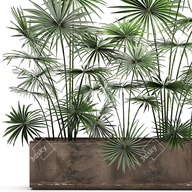 Tropical Palm Collection: Exotic Indoor & Outdoor Plants 3D model image 4