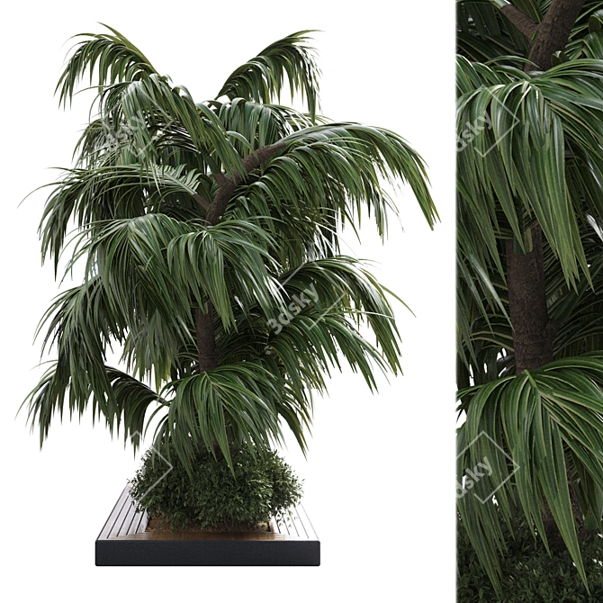 Outdoor Palm Tree in Wood Pot 3D model image 2