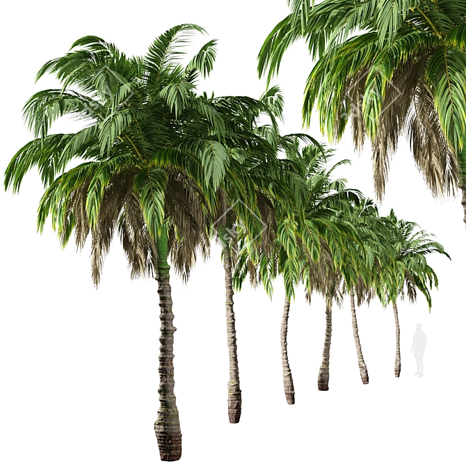 Lush Trio of Alexandra Palms 3D model image 3