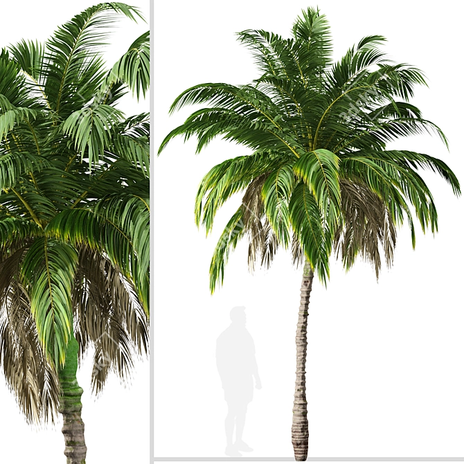 Lush Trio of Alexandra Palms 3D model image 4