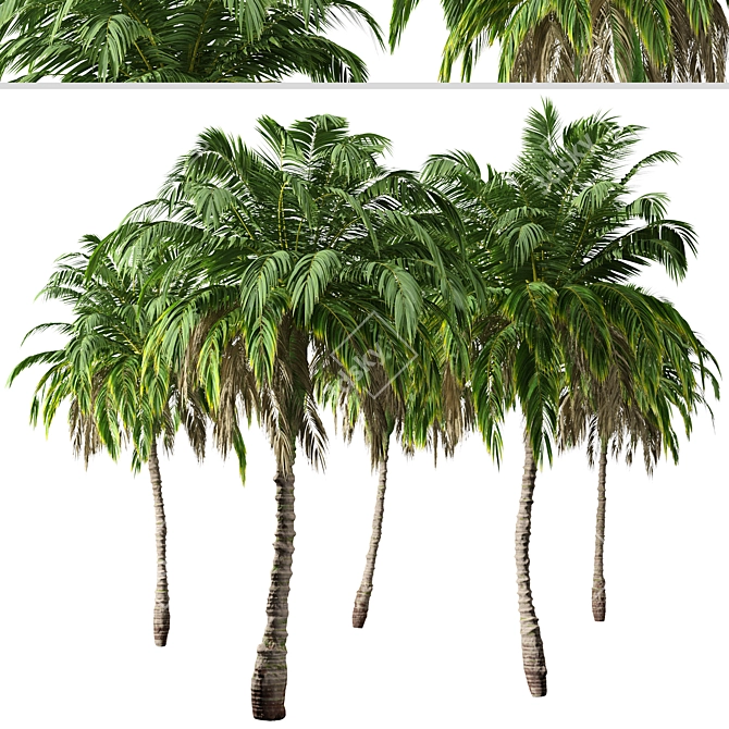 Lush Trio of Alexandra Palms 3D model image 5