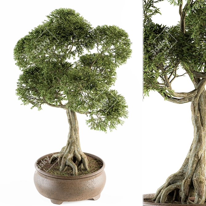 Indoor Bonsai Set - Broadleaf Beauty 3D model image 1