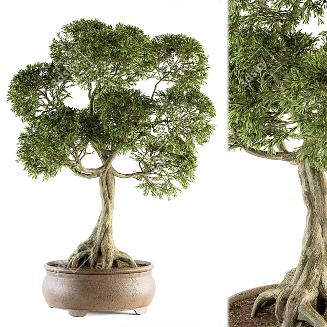 Indoor Bonsai Set - Broadleaf Beauty 3D model image 2