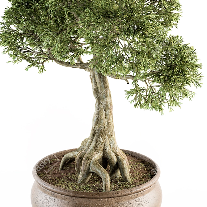 Indoor Bonsai Set - Broadleaf Beauty 3D model image 4