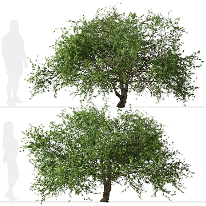 Refreshing green duo: Japanese Larch Trees 3D model image 3