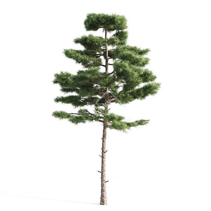 Natural Pine Tree 3D Model 3D model image 2