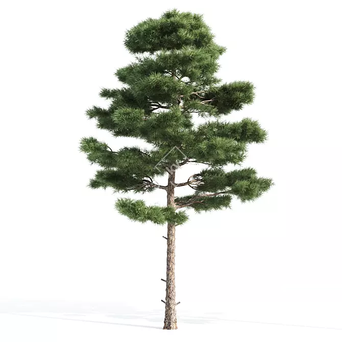 Natural Pine Tree 3D Model 3D model image 3