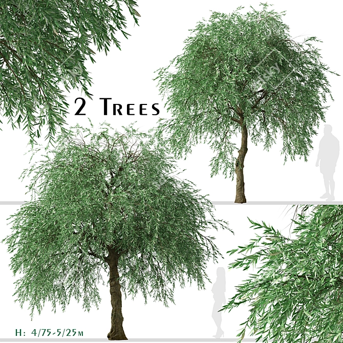 Weeping Silver Leaved Pear (2 Trees) 3D model image 2