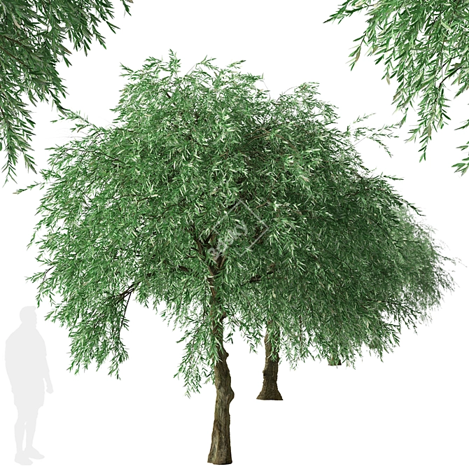 Weeping Silver Leaved Pear (2 Trees) 3D model image 5