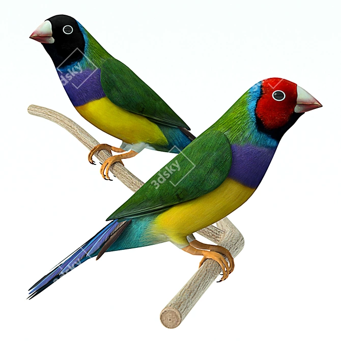  Vibrant Gouldian Finches 3D model image 1