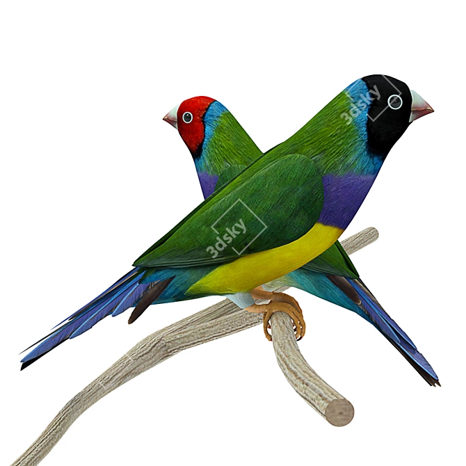  Vibrant Gouldian Finches 3D model image 2