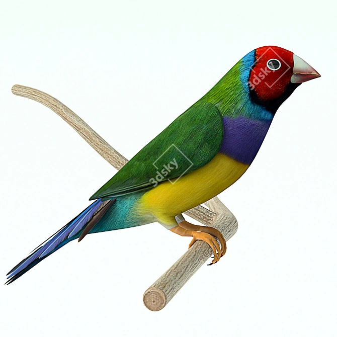  Vibrant Gouldian Finches 3D model image 3