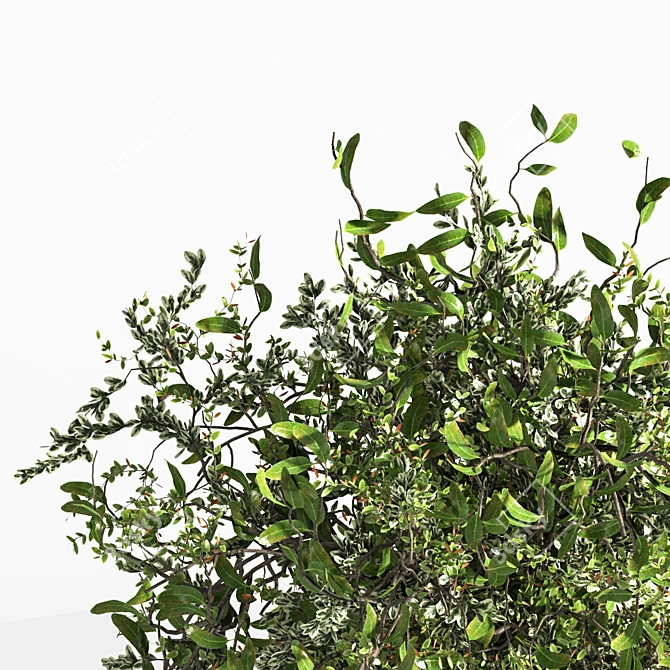 Graceful Gray Branch Bouquet 3D model image 2