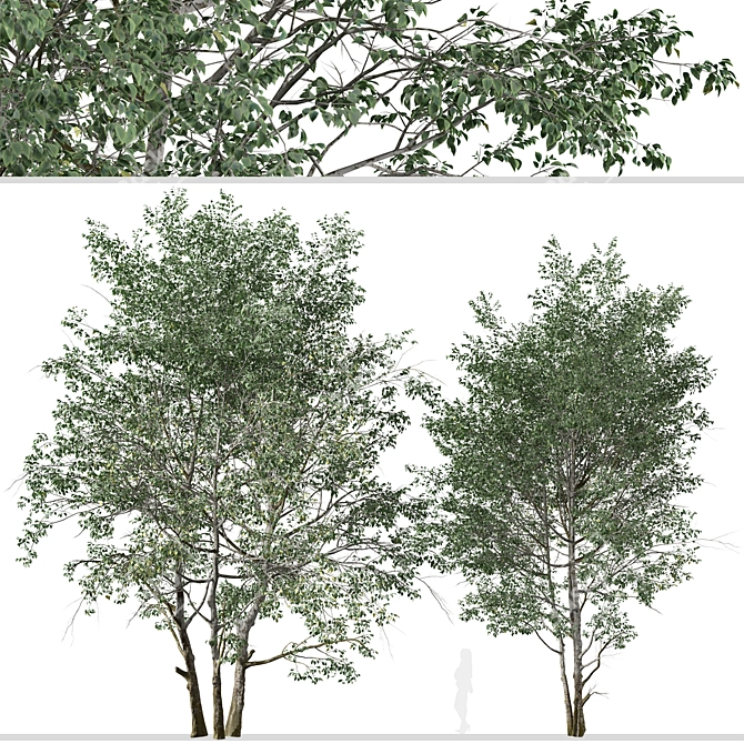 Elegant Downy Birch Tree Duo 3D model image 3