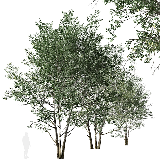 Elegant Downy Birch Tree Duo 3D model image 4