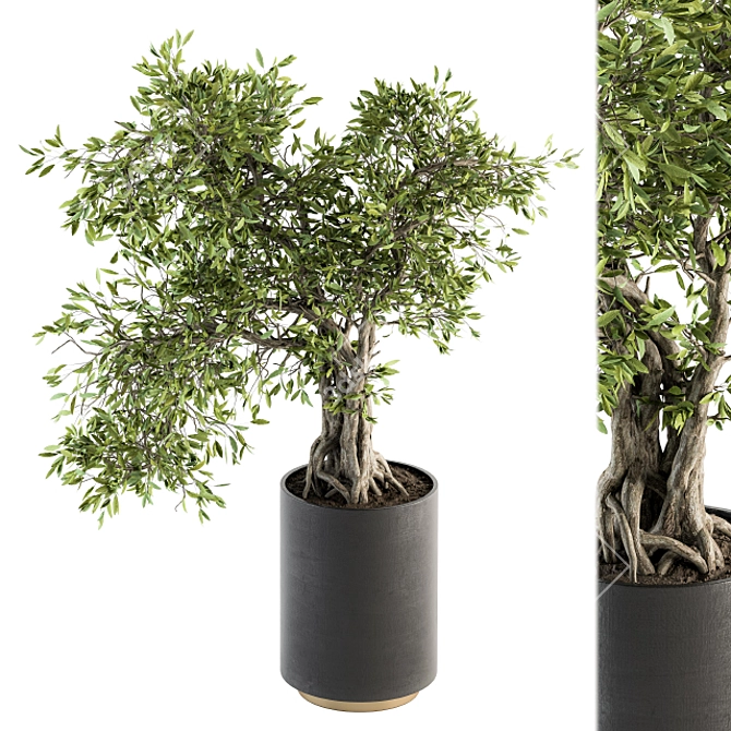 207 Indoor Big Bonsai Plant in Pot 3D model image 1