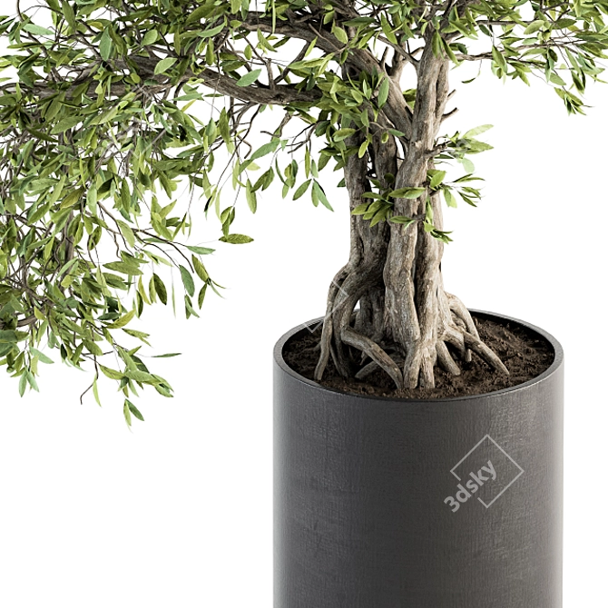 207 Indoor Big Bonsai Plant in Pot 3D model image 4