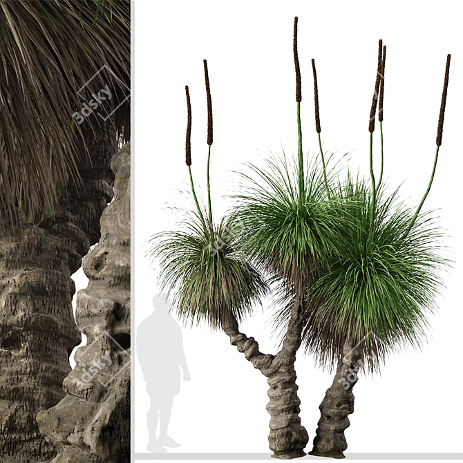 Xanthorrhoea Arborea: Set of 2 Broad-leafed Grass Trees 3D model image 2